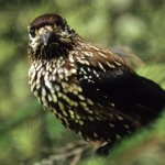 Nocciolaia (Nucifraga caryocatactes) - Foto P. Bolla